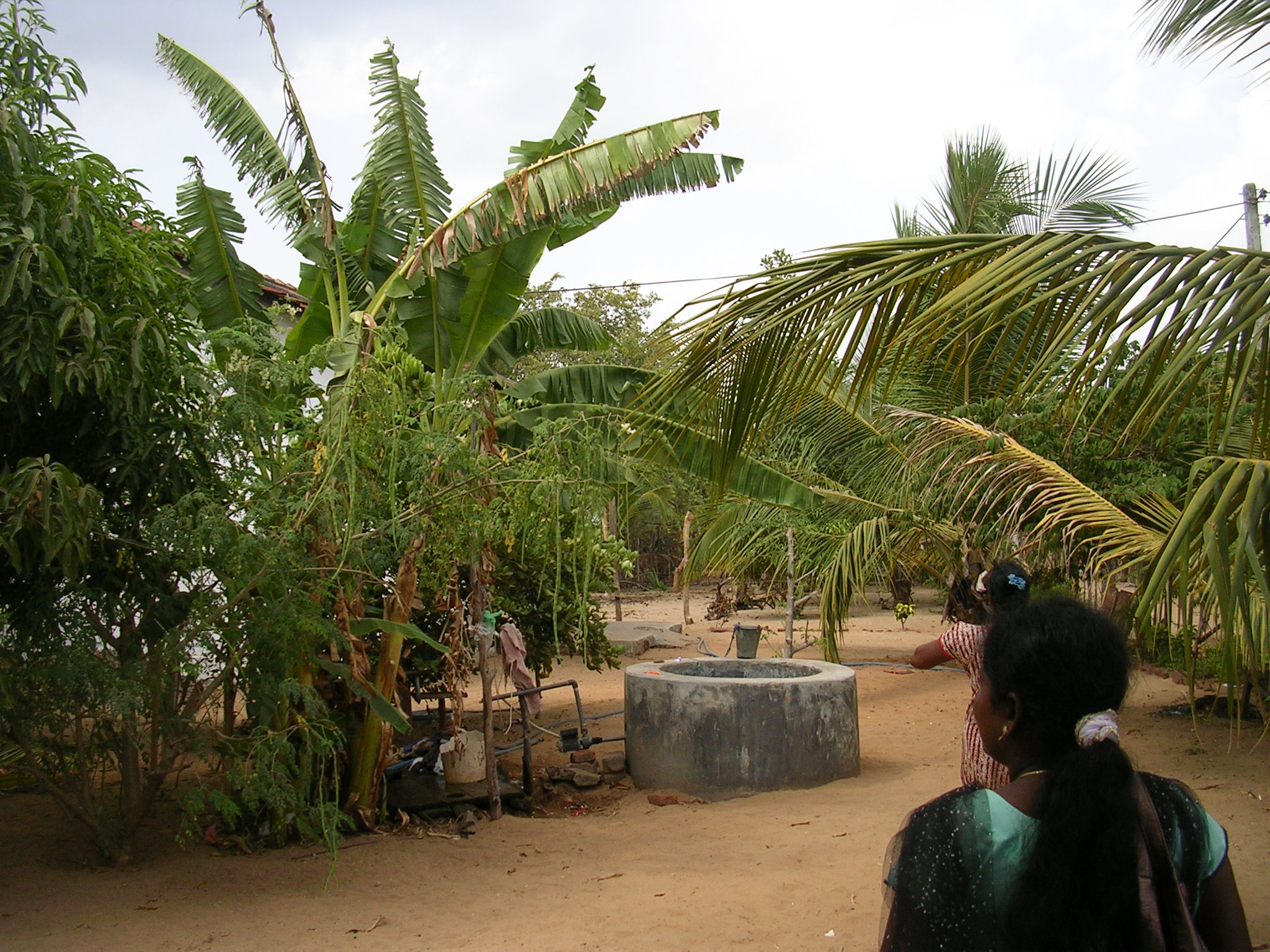 Outdoor image with trees and women looking into distance, Sri Lanka