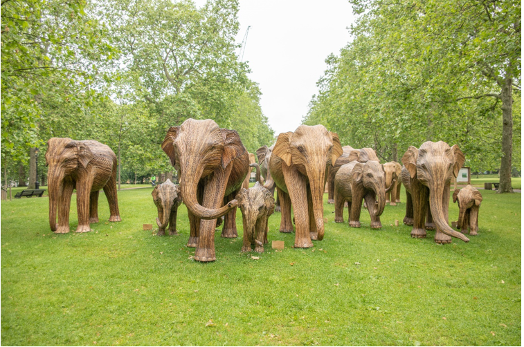 What Do Elephants Have To Do With Climate Change (2)