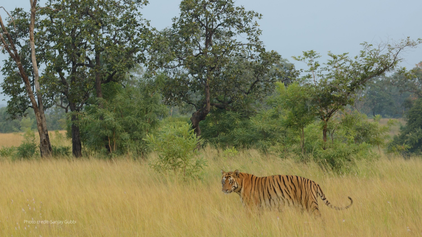 To Grow, Protect And Empower