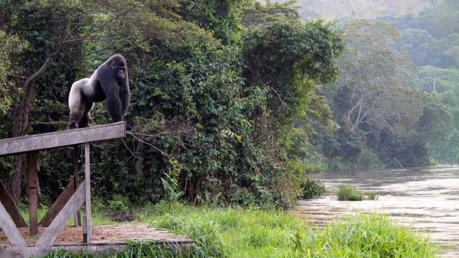 Five Simple Ways To Prevent The Loss Of Biodiversity And Protect Our Natural World