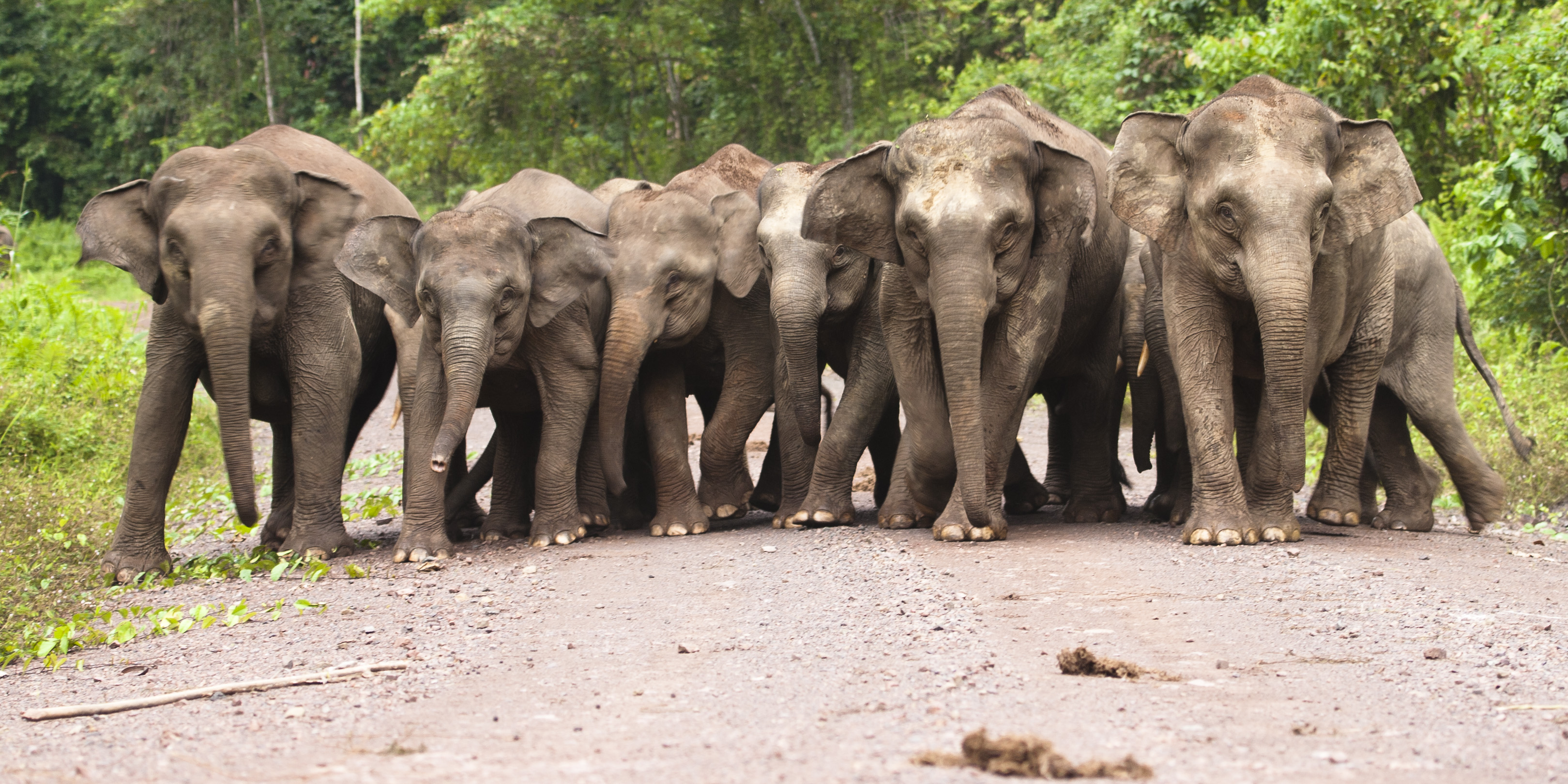 British Asian Trust Secures £500K Grant To Support Coexistence Of People And Elephants In Northeast India