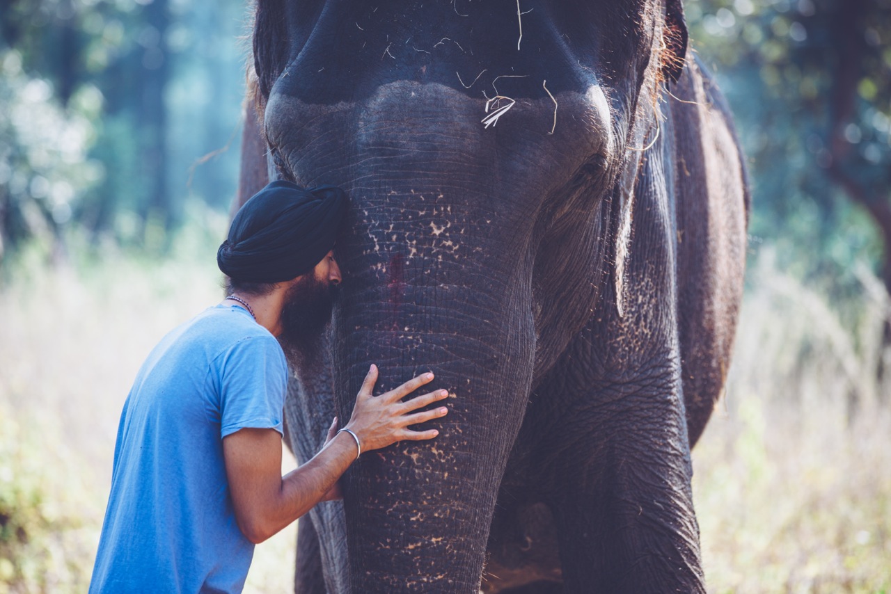 HOUSE Of WARIS Botanicals Launches UK's First Certified Elephant Friendly Black Tea With Elephant Family