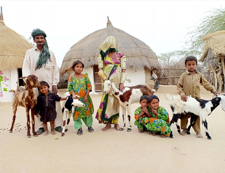 Halcrow Goats For Water