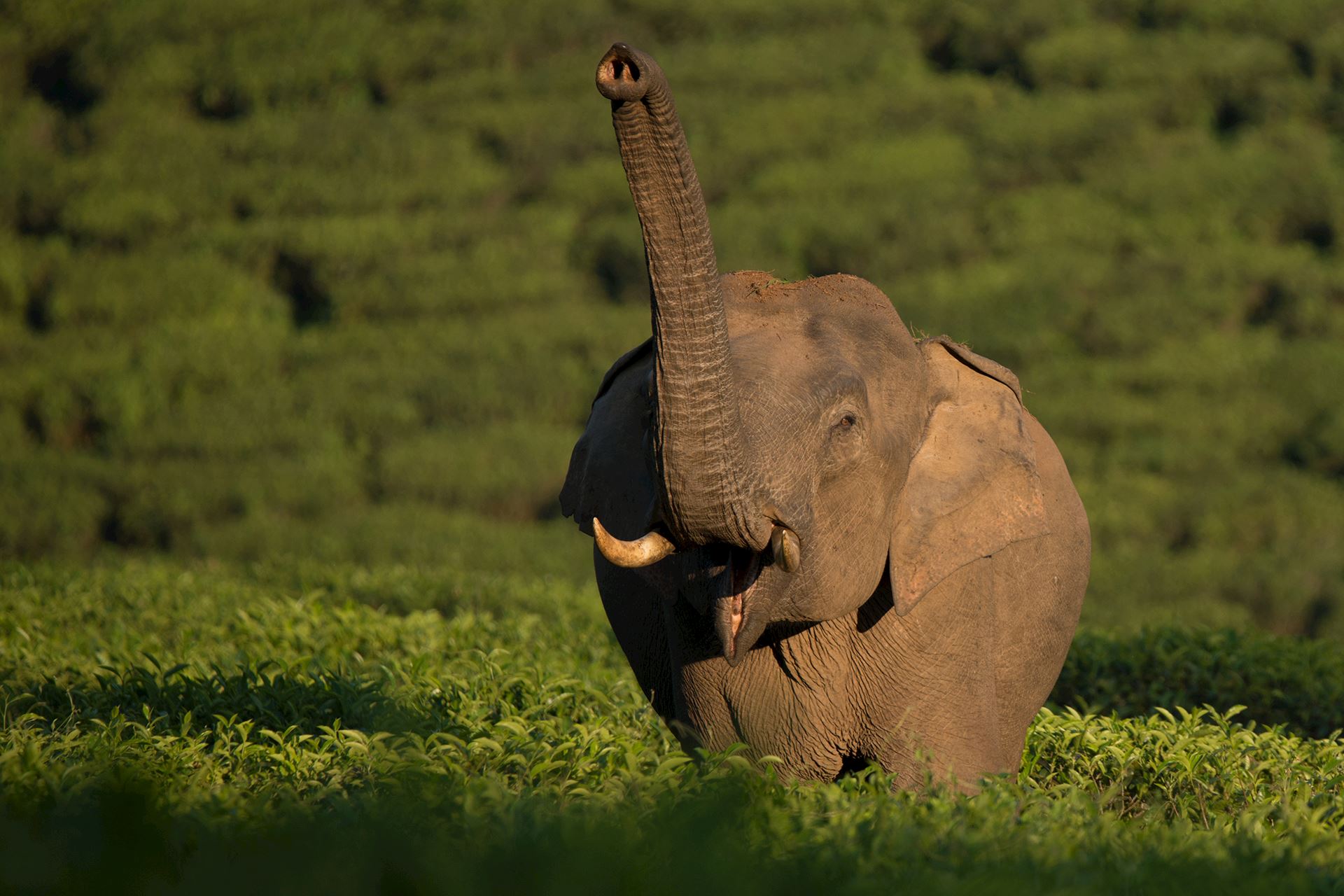 Ele World Blog Credit Ganesh Raghunathan (2)