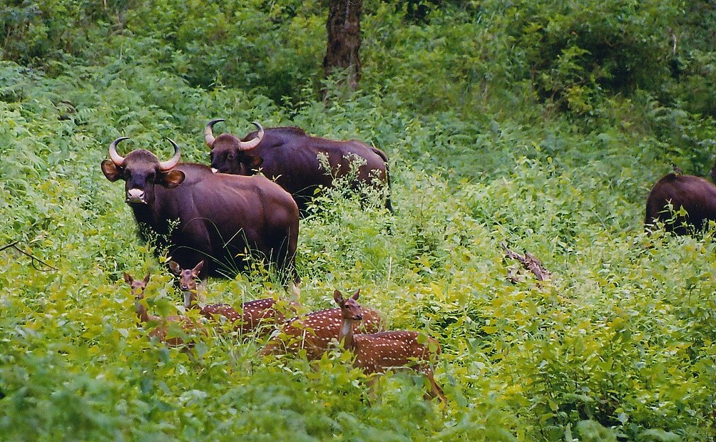 Gaur And Chital Deer Grazing Together At Biligiriranga Wildlife Sanctuary