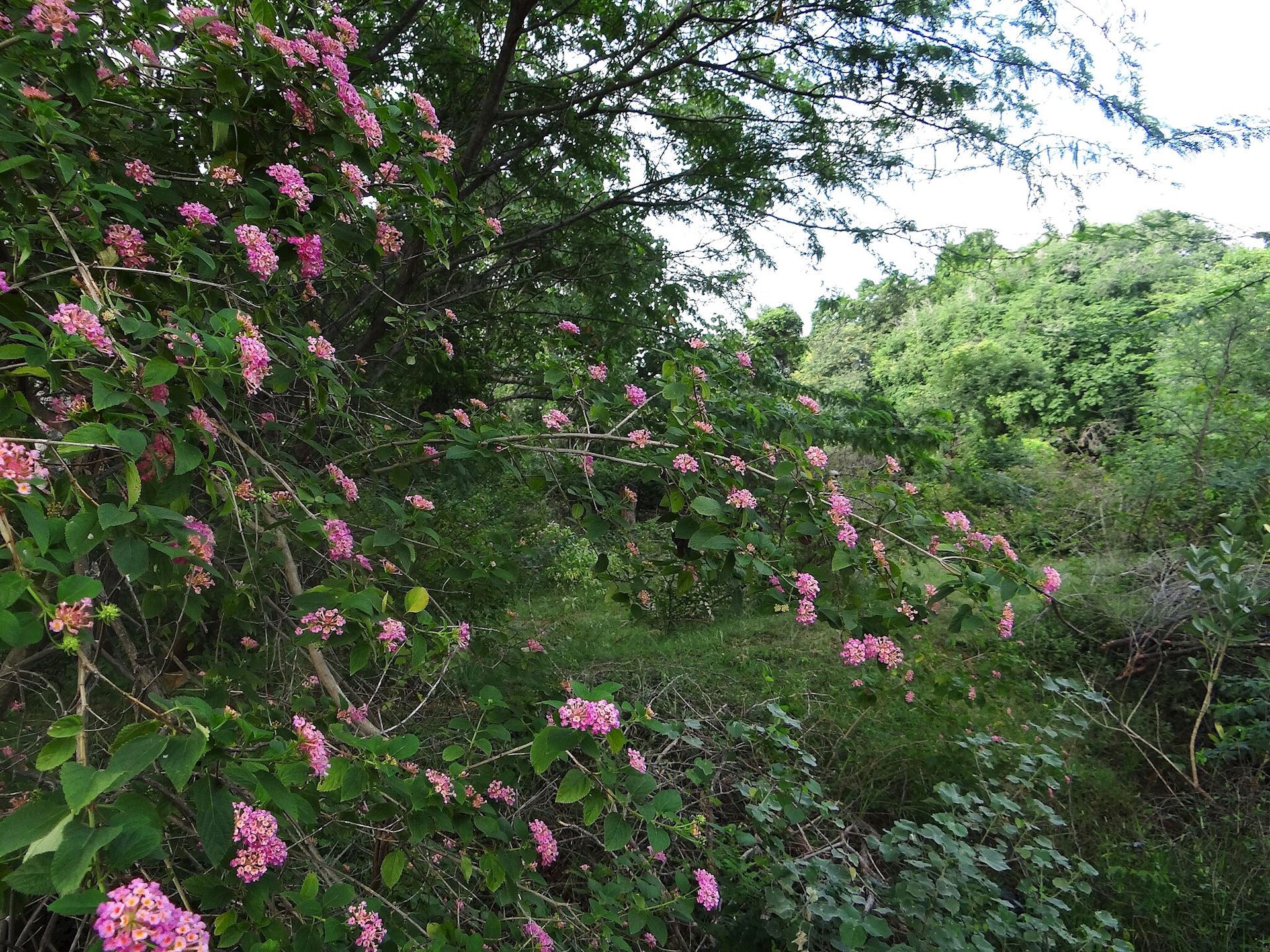 2048Px Lantana Camara At Cauvery Wildlife Sanctuary (2)